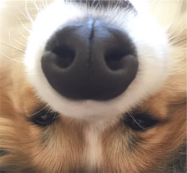 狗狗应该笼养还是散养？