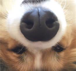 狗狗应该笼养还是散养？