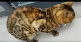 在大学食堂里，竟出现只价值不菲的流浪豹猫，被遗弃还是走丢了？