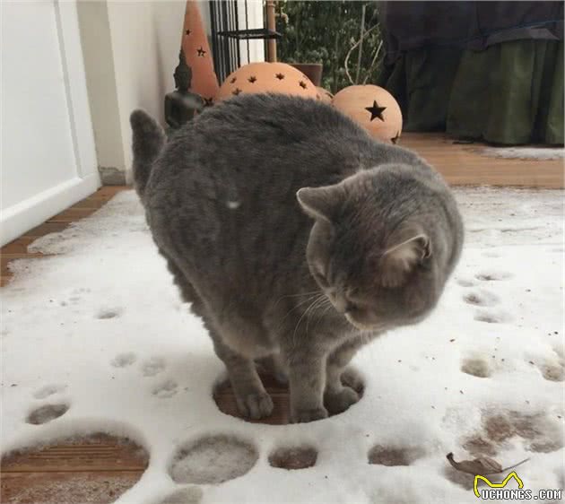 谁说猫咪冬天都怕冷？这战斗民族的猫爱玩雪，主人说它习惯了