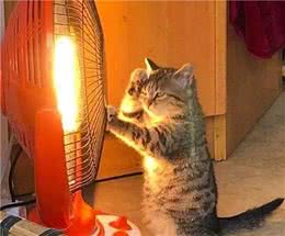 谁说猫咪冬天都怕冷？这战斗民族的猫爱玩雪，主人说它习惯了