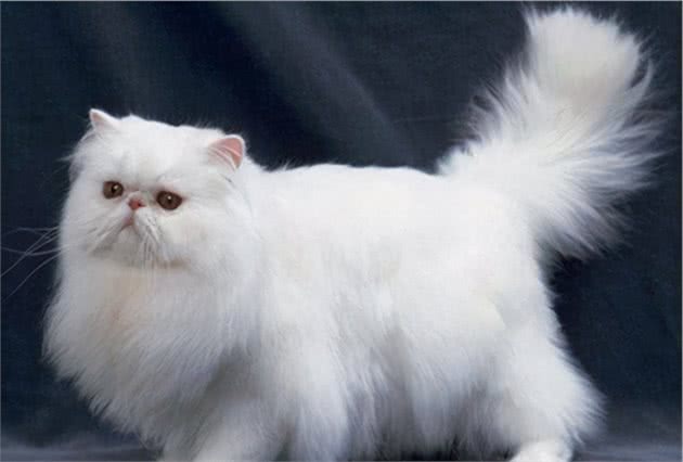 波斯猫价格多少钱一只？波斯猫的十大优缺点
