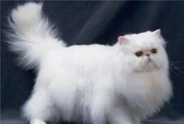 波斯猫价格多少钱一只？波斯猫的十大优缺点
