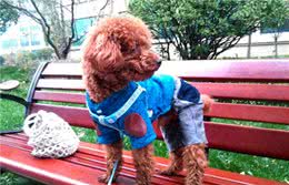 狗儿—迪迪的有趣瞬间儿