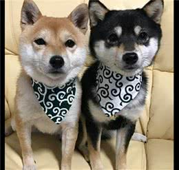 6个月大的秋田犬，看起来像是两只柴犬的妈妈，体型差距也太大了