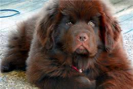 打架厉害的超大型犬，你喜欢哪个？