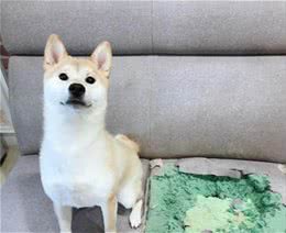 沙发里面长出了狗头？其实是柴犬将沙发拆了！主人却依旧不舍得罚