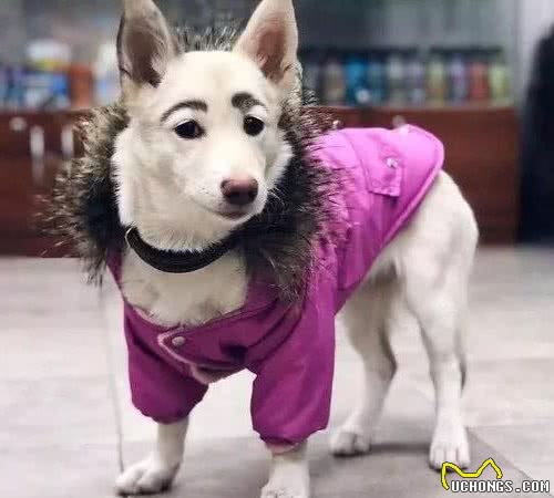 狗狗取名注意啥？这些名字，它们其实记不住