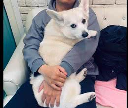 狗狗故意在女主人面前，往老公身上撒娇又舔，这眼神婊里婊气的