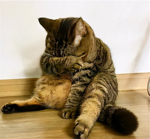 猫咪也会哭吗？猫在这8种情况下也会流眼泪，你知道吗？
