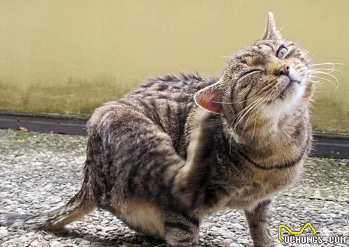 猫咪也会哭吗？猫在这8种情况下也会流眼泪，你知道吗？