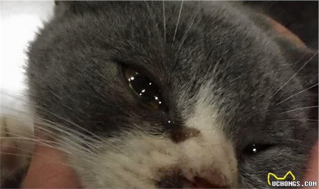 猫咪也会哭吗？猫在这8种情况下也会流眼泪，你知道吗？