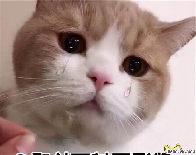 猫咪也会哭吗？猫在这8种情况下也会流眼泪，你知道吗？