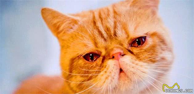 猫咪也会哭吗？猫在这8种情况下也会流眼泪，你知道吗？