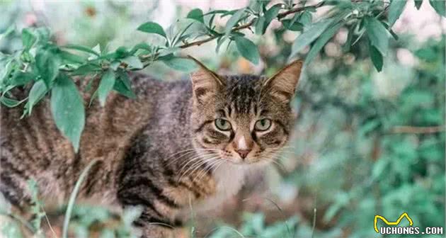 中国狸花猫的优点，不想养的人都“走宝”了
