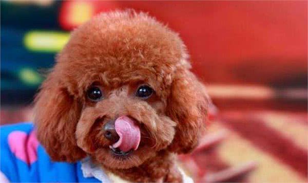 泰迪犬为何总爱舔人？它只是想告诉你这5件事，希望每个主人都懂