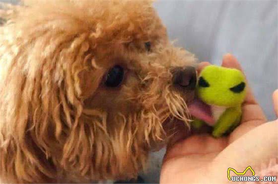 泰迪犬为何总爱舔人？它只是想告诉你这5件事，希望每个主人都懂