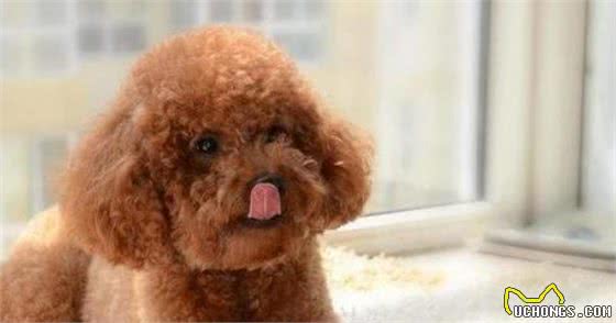 泰迪犬为何总爱舔人？它只是想告诉你这5件事，希望每个主人都懂
