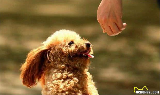 泰迪犬为何总爱舔人？它只是想告诉你这5件事，希望每个主人都懂