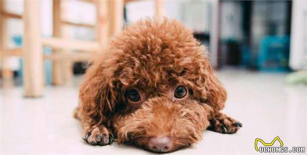 泰迪犬为何总爱舔人？它只是想告诉你这5件事，希望每个主人都懂
