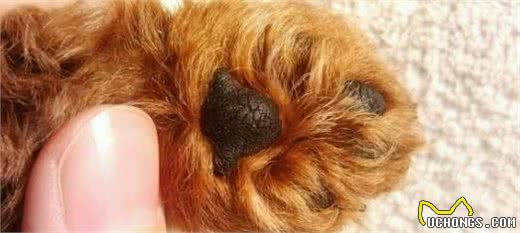泰迪犬为何总爱舔人？它只是想告诉你这5件事，希望每个主人都懂