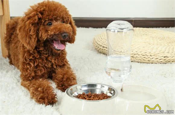 泰迪犬为何总爱舔人？它只是想告诉你这5件事，希望每个主人都懂