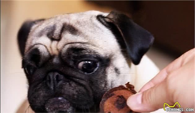 养好巴哥犬的5个技巧，你get了吗？