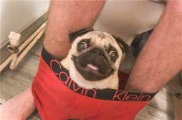 养好巴哥犬的5个技巧，你get了吗？