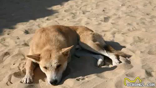狗狗的忠诚度，远远超乎你的想象....