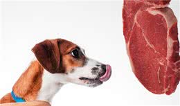 狗狗可以吃的4种肉，好吃又营养