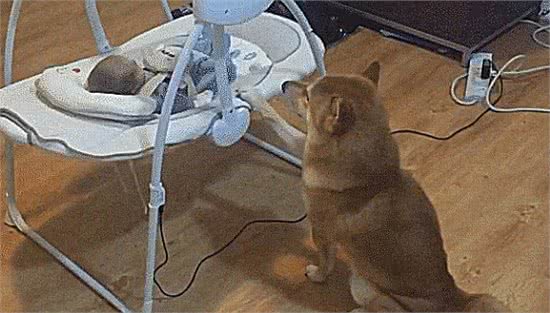柴主买了张BB床，柴犬的行为真是小心眼
