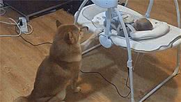 柴主买了张BB床，柴犬的行为真是小心眼