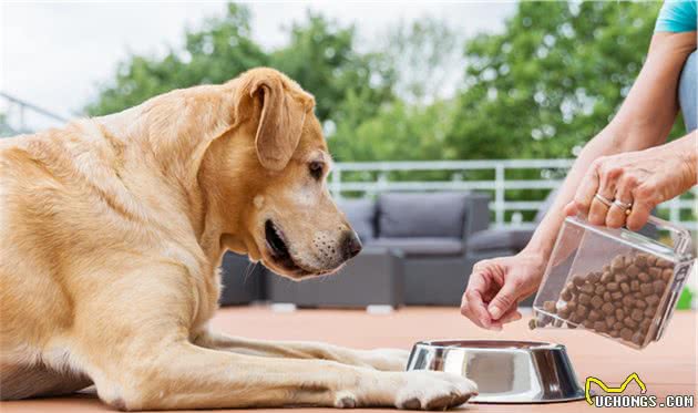 养犬者的素养，你知道哪些？