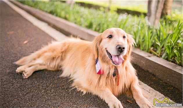 养犬者的素养，你知道哪些？