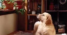 犬细小的诊断与治疗