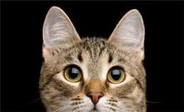 “狸花猫”为何如此遭人“嫌”？一定是因为这5个缺点