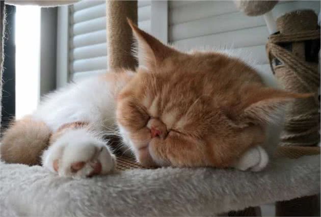 脾气暴躁不爱理人，猫咪长期晒不到太阳，快乐都跟着没了