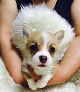 柯基犬上火了怎么办？快用这些办法帮它“降火”！