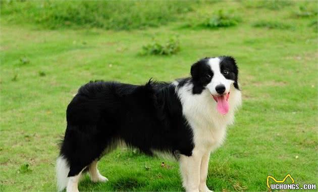 边境牧羊犬，每天都与你斗智斗勇，并会嫌你笨