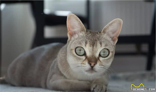 10种最聪明的猫品种，你家有养吗？