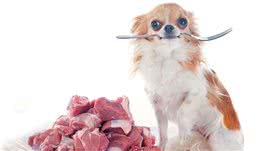 狗狗适合吃生食吗？这样的喂食方法有什么好处和坏处？