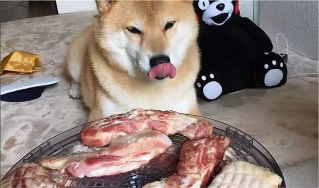 狗狗出现“厌食”症状，需尽快找到原因，对症下药