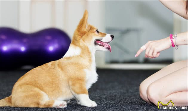 幼犬饲养多讲究，这6大禁忌你别犯