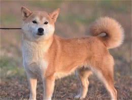 养犬人，怎样才能保护自己的健康？
