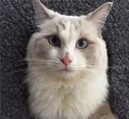 辟谣：布偶猫是适合所有人养的猫？如果不满足这个因素你就不适合