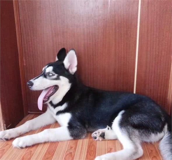 狗狗毛发不柔顺怎么办？抓住问题是关键，对症下药才能行