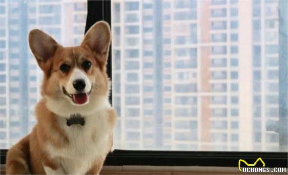 狗狗毛发不柔顺怎么办？抓住问题是关键，对症下药才能行