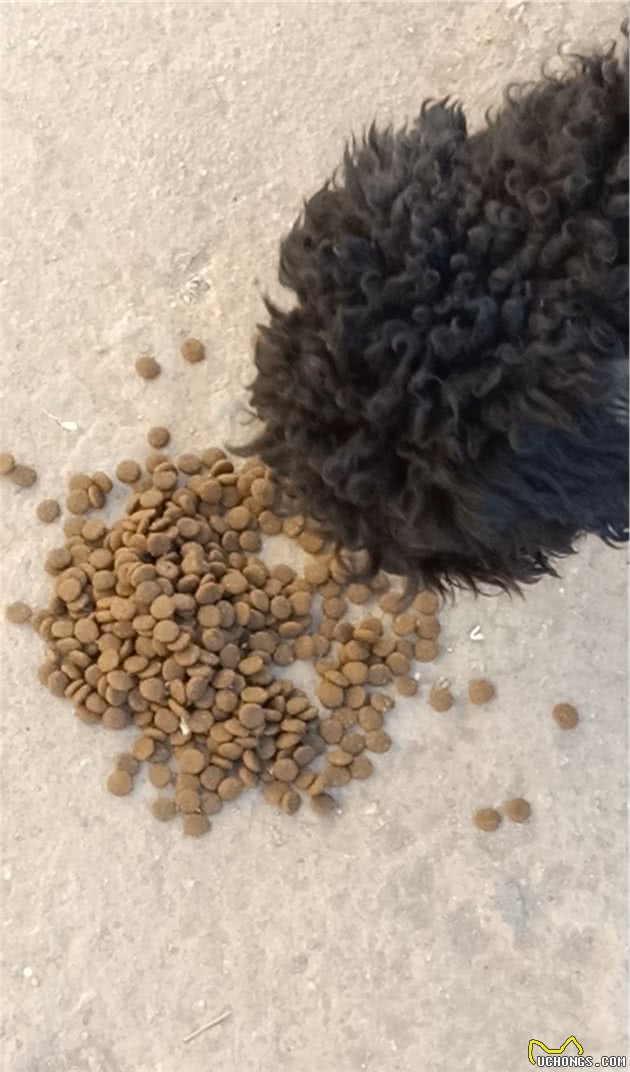 不同体型的狗狗都喜欢吃多大颗粒的狗粮呢？