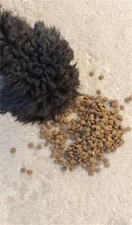 不同体型的狗狗都喜欢吃多大颗粒的狗粮呢？