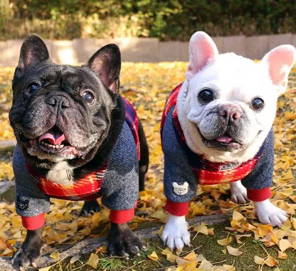 法国斗牛犬狗粮选择什么好？法国斗牛犬狗粮推荐